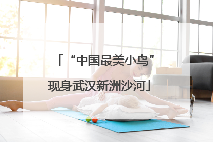 “中国最美小鸟”现身武汉新洲沙河