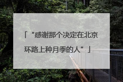 “感谢那个决定在北京环路上种月季的人”