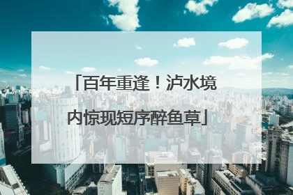 百年重逢！泸水境内惊现短序醉鱼草