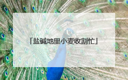 盐碱地里小麦收割忙
