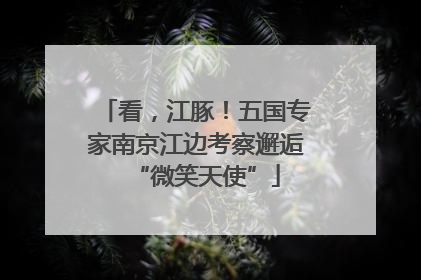 看，江豚！五国专家南京江边考察邂逅“微笑天使”