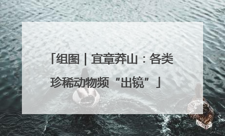 组图｜宜章莽山：各类珍稀动物频“出镜”