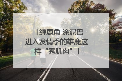 缠鹿角 涂泥巴 进入发情季的雄鹿这样“秀肌肉”