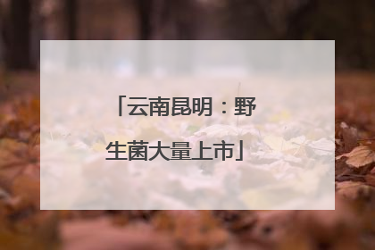 云南昆明：野生菌大量上市