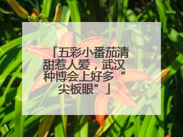 五彩小番茄清甜惹人爱，武汉种博会上好多“尖板眼”
