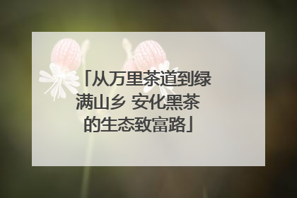 从万里茶道到绿满山乡 安化黑茶的生态致富路