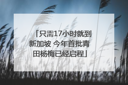 只需17小时就到新加坡 今年首批青田杨梅已经启程