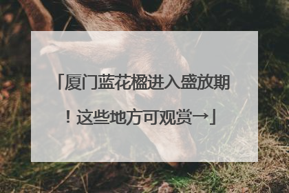 厦门蓝花楹进入盛放期！这些地方可观赏→