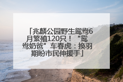 兆麟公园野生鸳鸯6月繁殖120只！“鸳鸯奶爸”车春虎：换羽期盼市民伸援手