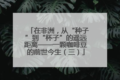 在非洲，从“种子”到“杯子”的遥远距离——一颗咖啡豆的前世今生（三）