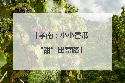 孝南：小小香瓜 “甜”出富路