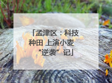 孟津区：科技种田 上演小麦“逆袭”记