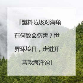 塑料垃圾对海龟有何致命伤害？世界环境日，走进开普敦海洋馆