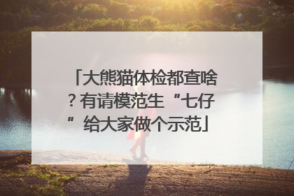 大熊猫体检都查啥？有请模范生“七仔”给大家做个示范