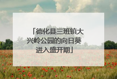 德化县三班镇大兴岭公园的向日葵进入盛开期