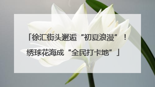 徐汇街头邂逅“初夏浪漫”！绣球花海成“全民打卡地”