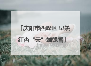庆阳市西峰区 早熟红杏“云”端飘香