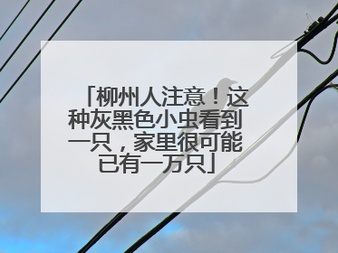 柳州人注意！这种灰黑色小虫看到一只，家里很可能已有一万只
