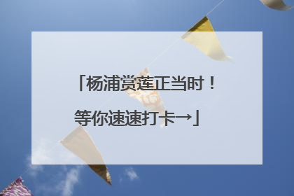 杨浦赏莲正当时！等你速速打卡→