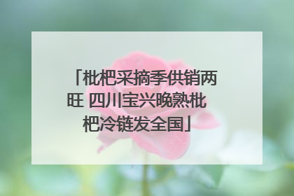 枇杷采摘季供销两旺 四川宝兴晚熟枇杷冷链发全国