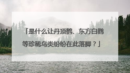 是什么让丹顶鹤、东方白鹳等珍稀鸟类纷纷在此落脚？