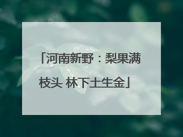 河南新野：梨果满枝头 林下土生金