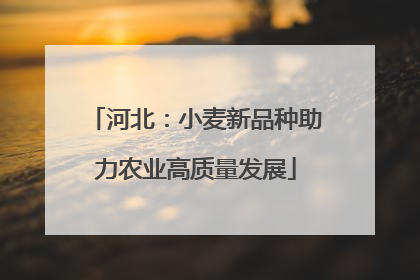 河北：小麦新品种助力农业高质量发展