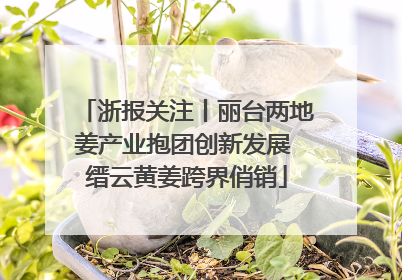 浙报关注丨丽台两地姜产业抱团创新发展 缙云黄姜跨界俏销