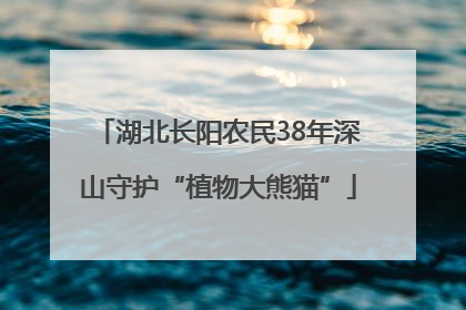 湖北长阳农民38年深山守护“植物大熊猫”