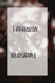 荷花绽放 夏意满塘