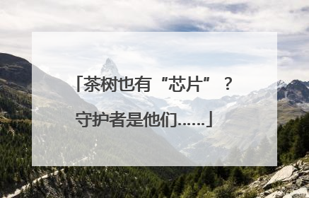 茶树也有“芯片”？守护者是他们……