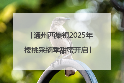 通州西集镇2025年樱桃采摘季甜蜜开启
