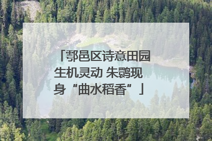 鄠邑区诗意田园生机灵动 朱鹮现身“曲水稻香”