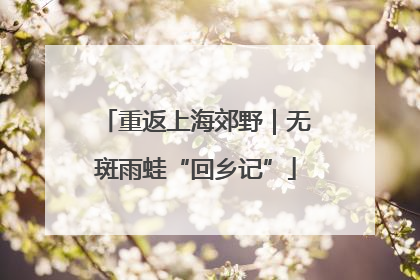 重返上海郊野｜无斑雨蛙“回乡记”