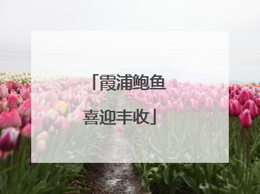 霞浦鲍鱼喜迎丰收