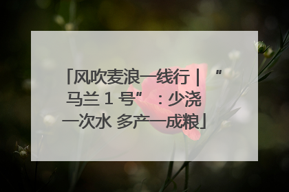 风吹麦浪一线行｜“马兰 1 号”：少浇一次水 多产一成粮