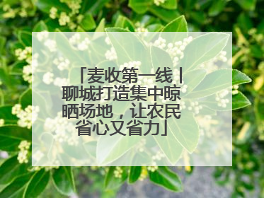 麦收第一线丨聊城打造集中晾晒场地，让农民省心又省力
