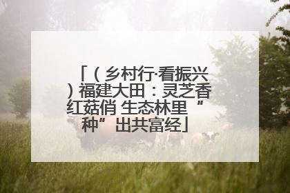 （乡村行·看振兴）福建大田：灵芝香红菇俏 生态林里“种”出共富经
