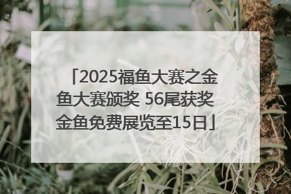 2025福鱼大赛之金鱼大赛颁奖 56尾获奖金鱼免费展览至15日