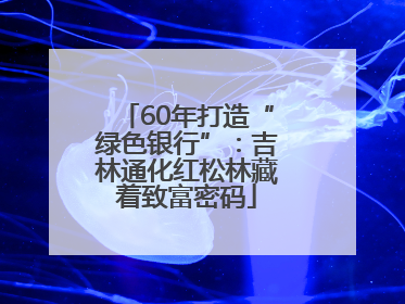 60年打造“绿色银行”：吉林通化红松林藏着致富密码